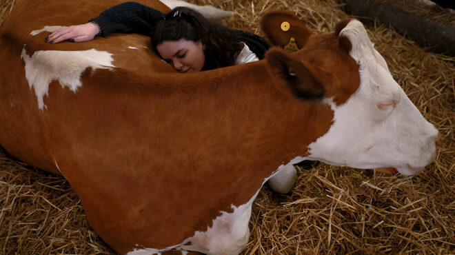 αγκαλιές-αγελαδινές-563671447