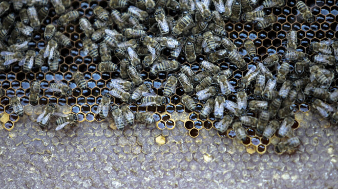 καταγγελία-για-επιδότηση-βιολογικής-563657911