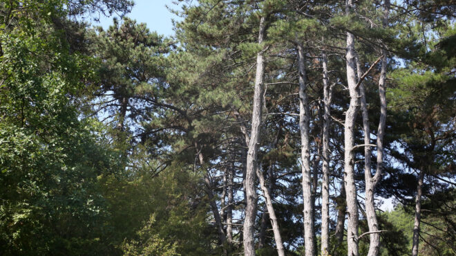 δάση-πυρκαγιές-κόντρα-μεταξύ-φορέων-563659615