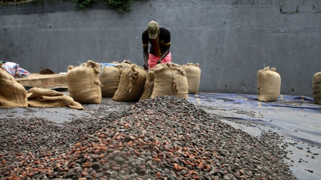 σε-έξαρση-το-λαθρεμπόριο-κακάο-λόγω-τω-563668114