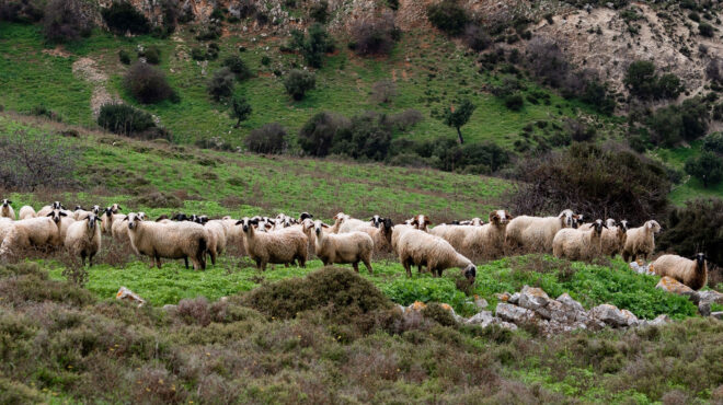το-σδοε-ενσωματώνεται-στην-ααδε-563659681