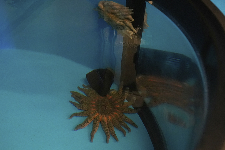 Φυτεύοντας δάση στην νήσο Γυάρο-1