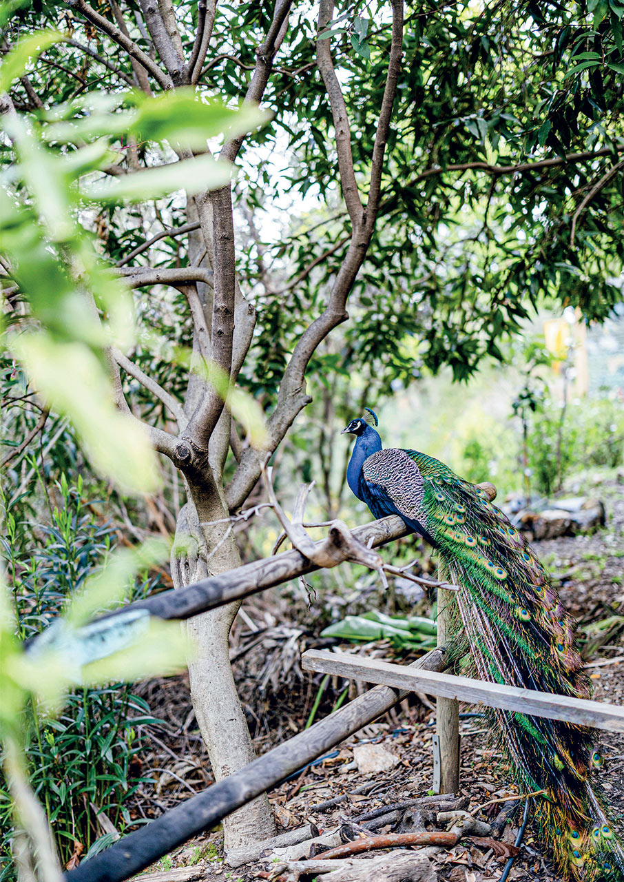 Βοτανικός Κήπος Κρήτης: 200 στρέμματα βιοποικιλότητας στις πλαγιές των Λευκών Ορέων-1