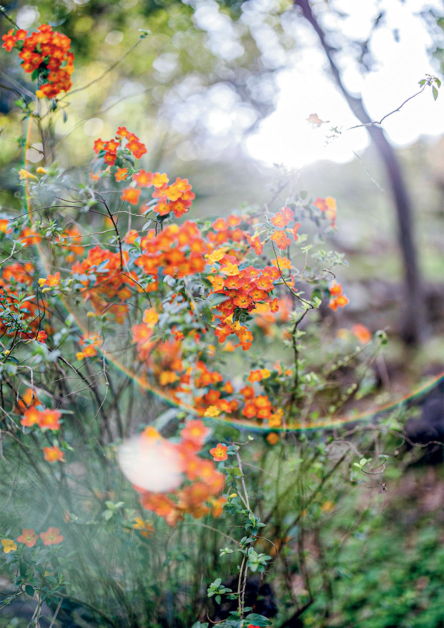 Βοτανικός Κήπος Κρήτης: 200 στρέμματα βιοποικιλότητας στις πλαγιές των Λευκών Ορέων-6