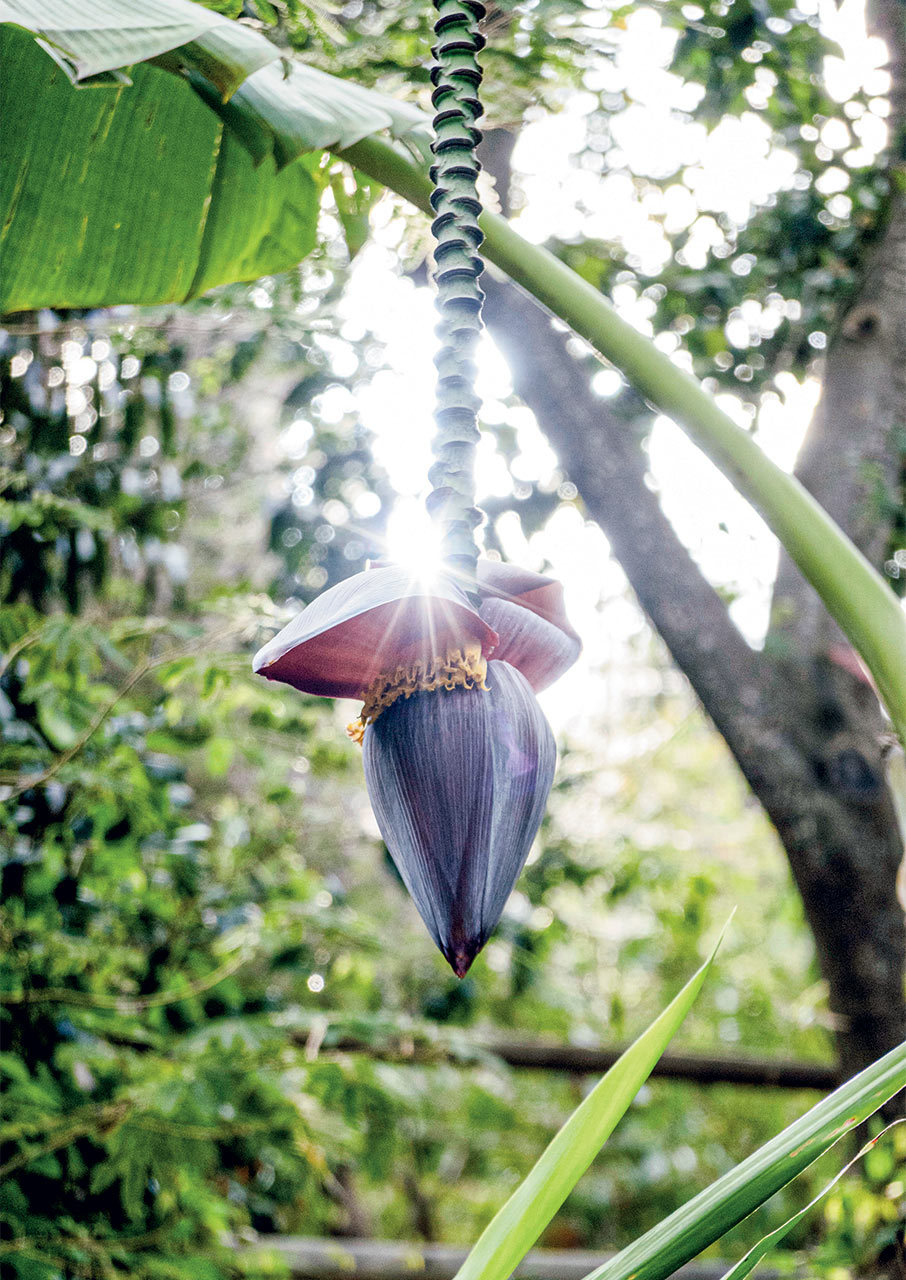 Βοτανικός Κήπος Κρήτης: 200 στρέμματα βιοποικιλότητας στις πλαγιές των Λευκών Ορέων-3
