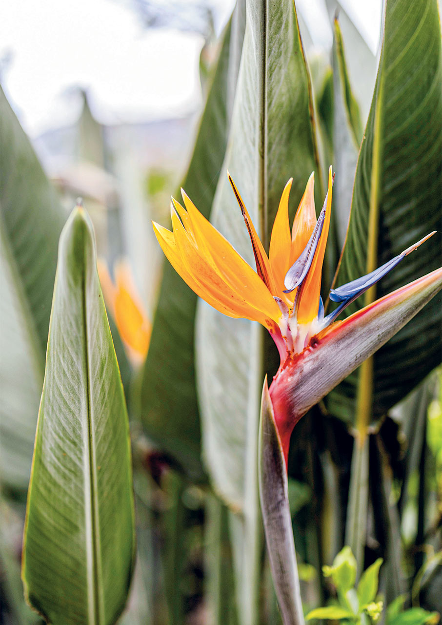 Βοτανικός Κήπος Κρήτης: 200 στρέμματα βιοποικιλότητας στις πλαγιές των Λευκών Ορέων-4