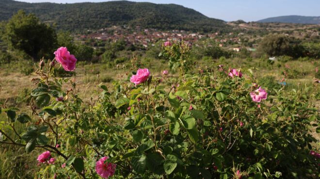 λέσβος-η-ευωδιαστή-ιστορία-της-filia-rose-563677600