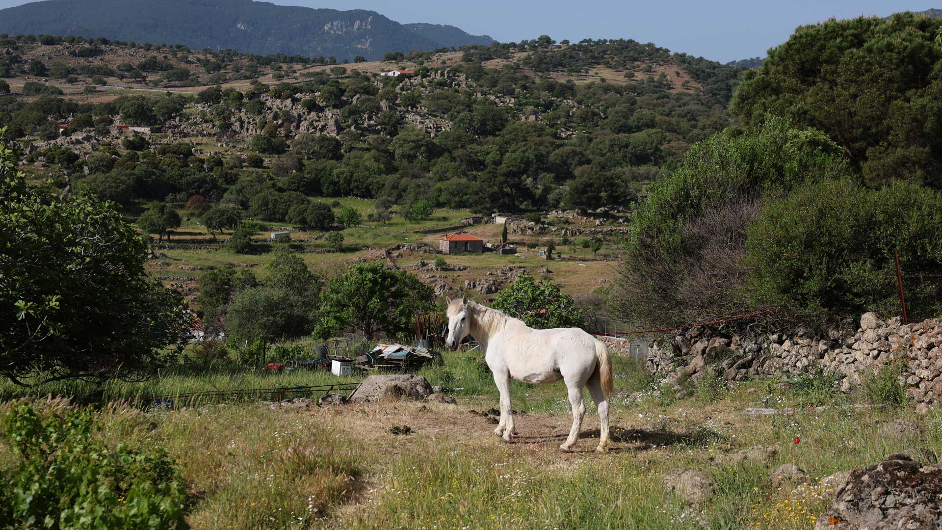 Λέσβος: Η ευωδιαστή ιστορία της Filia Rose-4