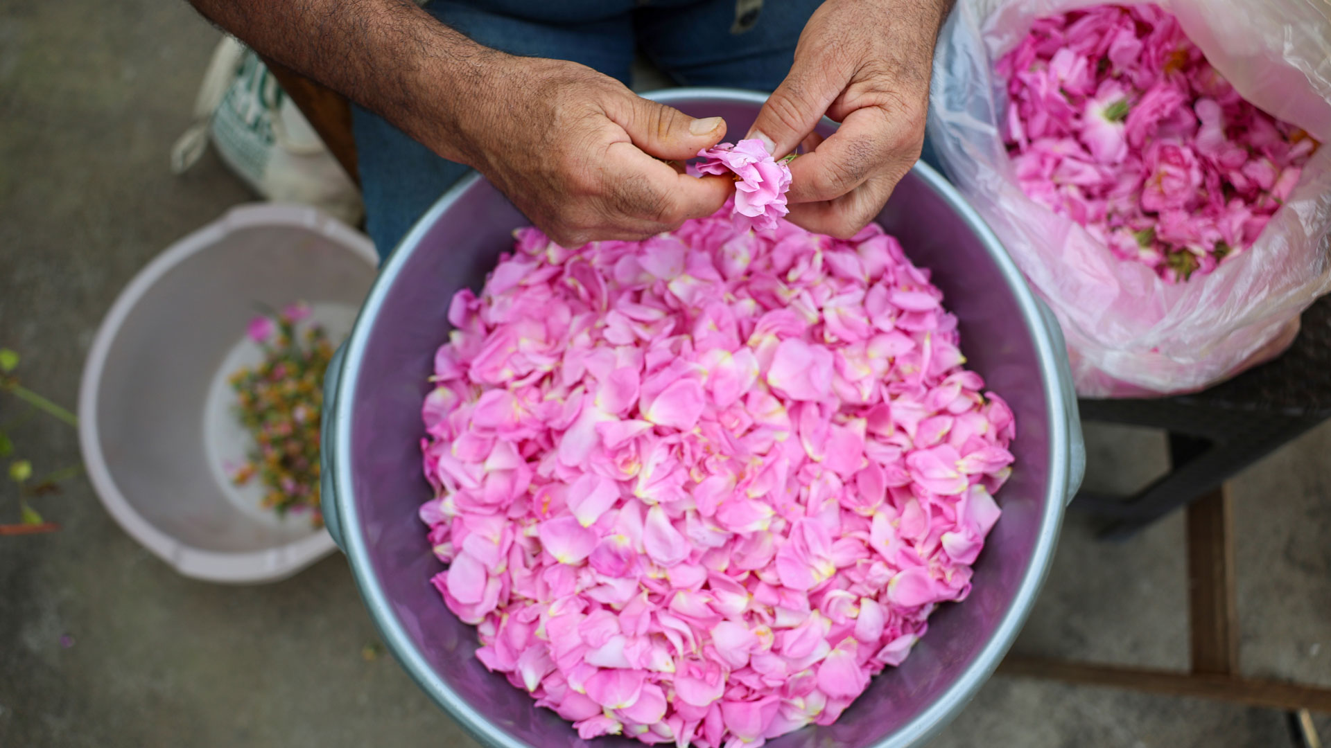 Λέσβος: Η ευωδιαστή ιστορία της Filia Rose-2