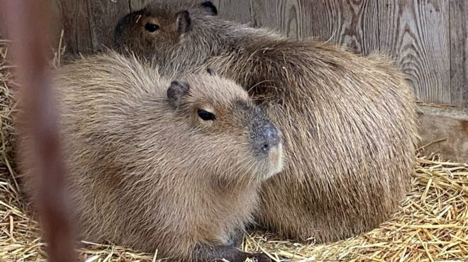 καπιμπάρα-επέστρεψε-μετά-από-δύο-μήνε-563648833