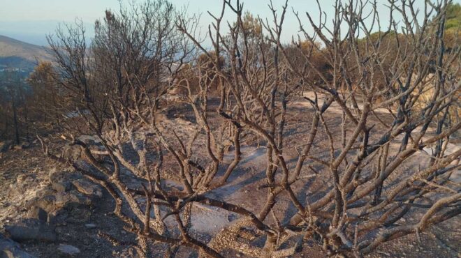 χίος-οταν-κόψουμε-τα-καμένα-μαστιχόδ-563684866