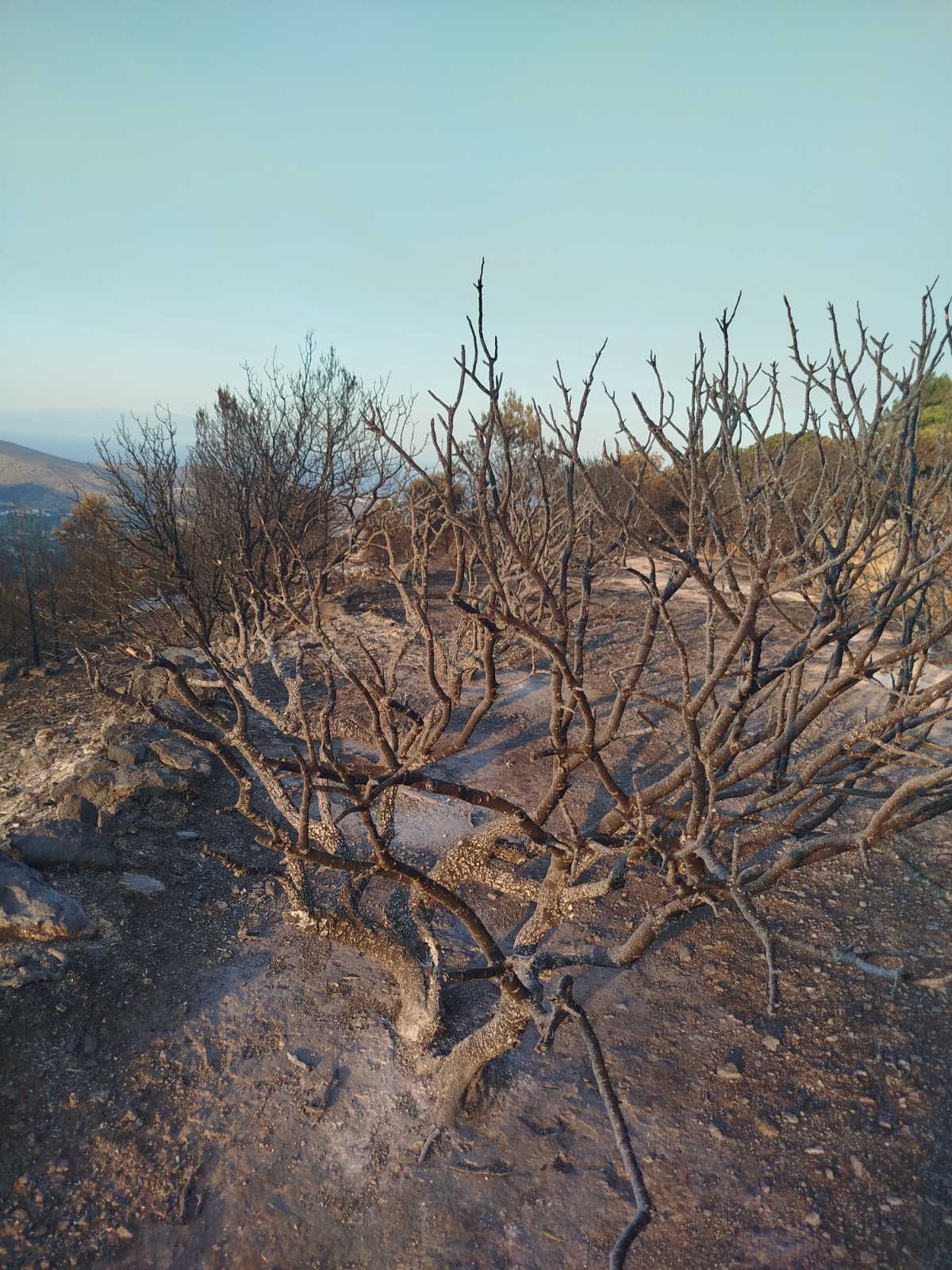 χίος-οταν-κόψουμε-τα-καμένα-μαστιχόδ-563684866