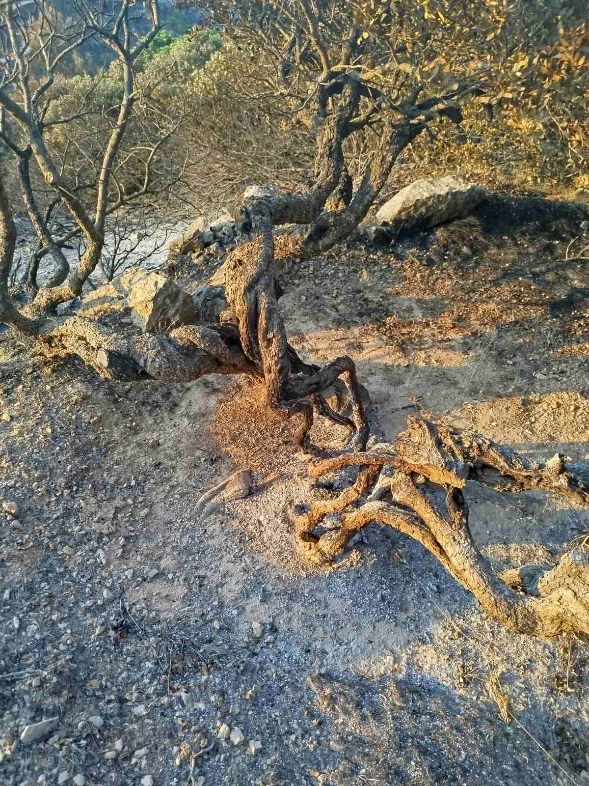 Χίος: «Οταν κόψουμε τα καμένα μαστιχόδεντρα, θα καταλάβουμε το μέγεθος της καταστροφής»-1