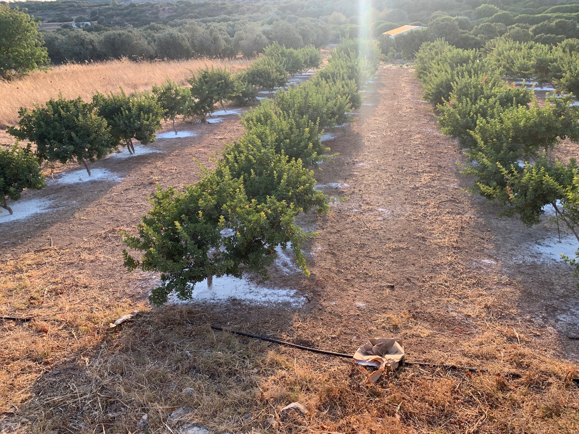 Χίος: «Οταν κόψουμε τα καμένα μαστιχόδεντρα, θα καταλάβουμε το μέγεθος της καταστροφής»-4