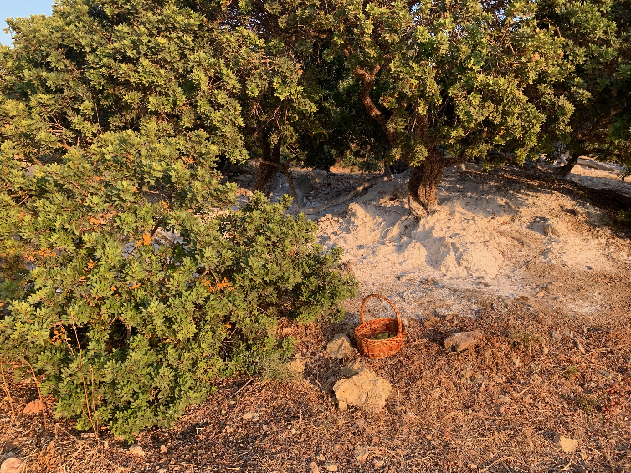 Χίος: «Οταν κόψουμε τα καμένα μαστιχόδεντρα, θα καταλάβουμε το μέγεθος της καταστροφής»-3