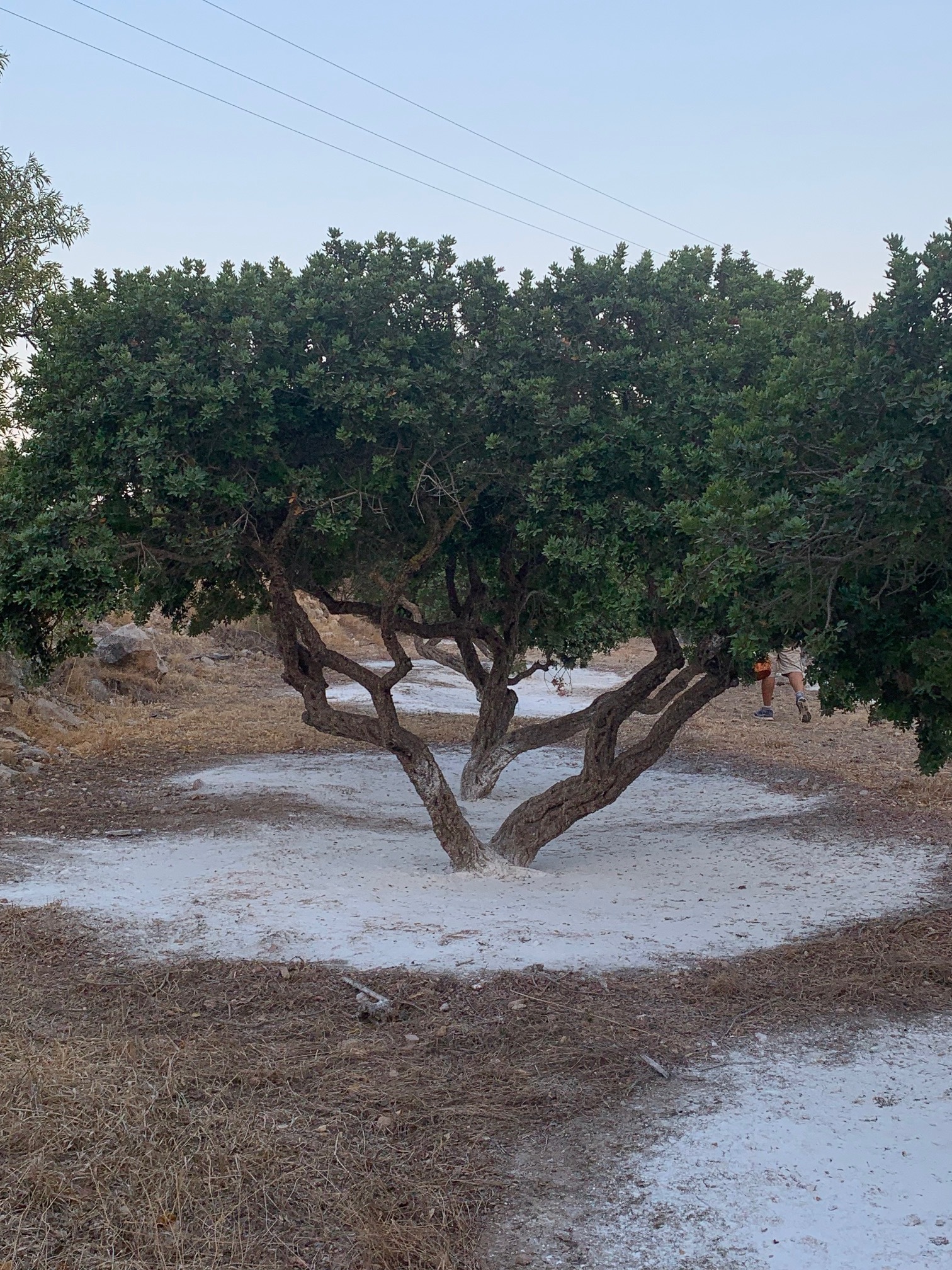 Χίος: «Οταν κόψουμε τα καμένα μαστιχόδεντρα, θα καταλάβουμε το μέγεθος της καταστροφής»-5