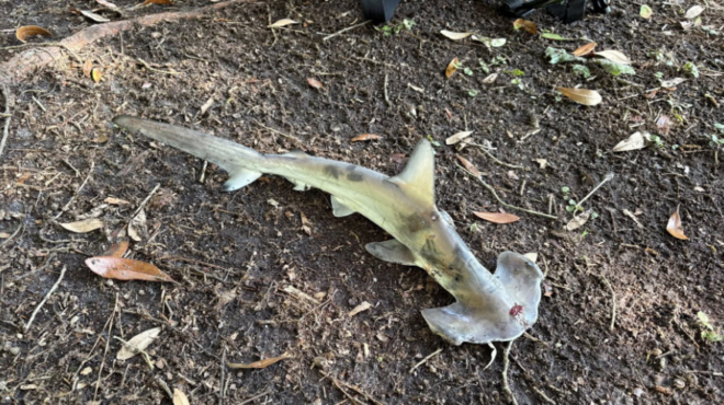 ενας-καρχαρίας-έπεσε-απ-τον-ουρανό-σ-563657608