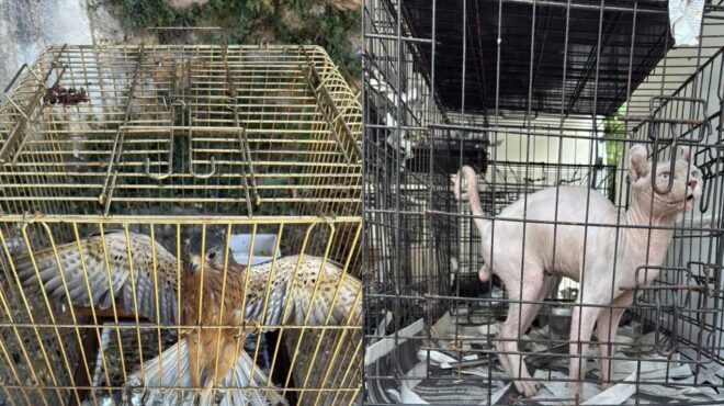 γέρακας-δύο-συλλήψεις-για-παράνομο-εμ-563670802