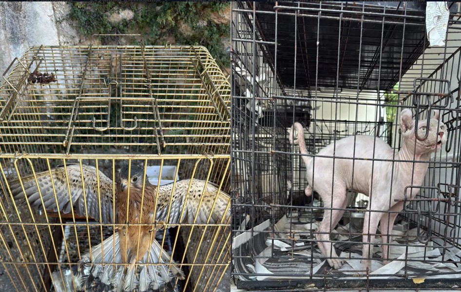 Γέρακας: Δύο συλλήψεις για παράνομο εμπόριο ζώων –Δεκάδες κατοικίδια μέσα σε κλουβιά-1