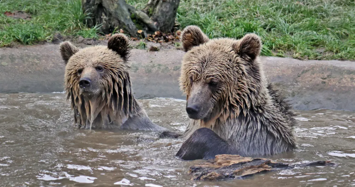 Δυο αρκούδες το έσκασαν από καταφύγιο, μπήκαν σε αποθήκη και έφαγαν «μέλι μιας εβδομάδας»-1