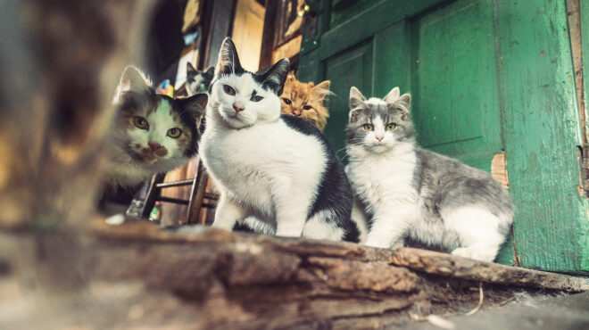 εβαζαν-τα-κουτάβια-σε-κλουβιά-πουλιών-563675863