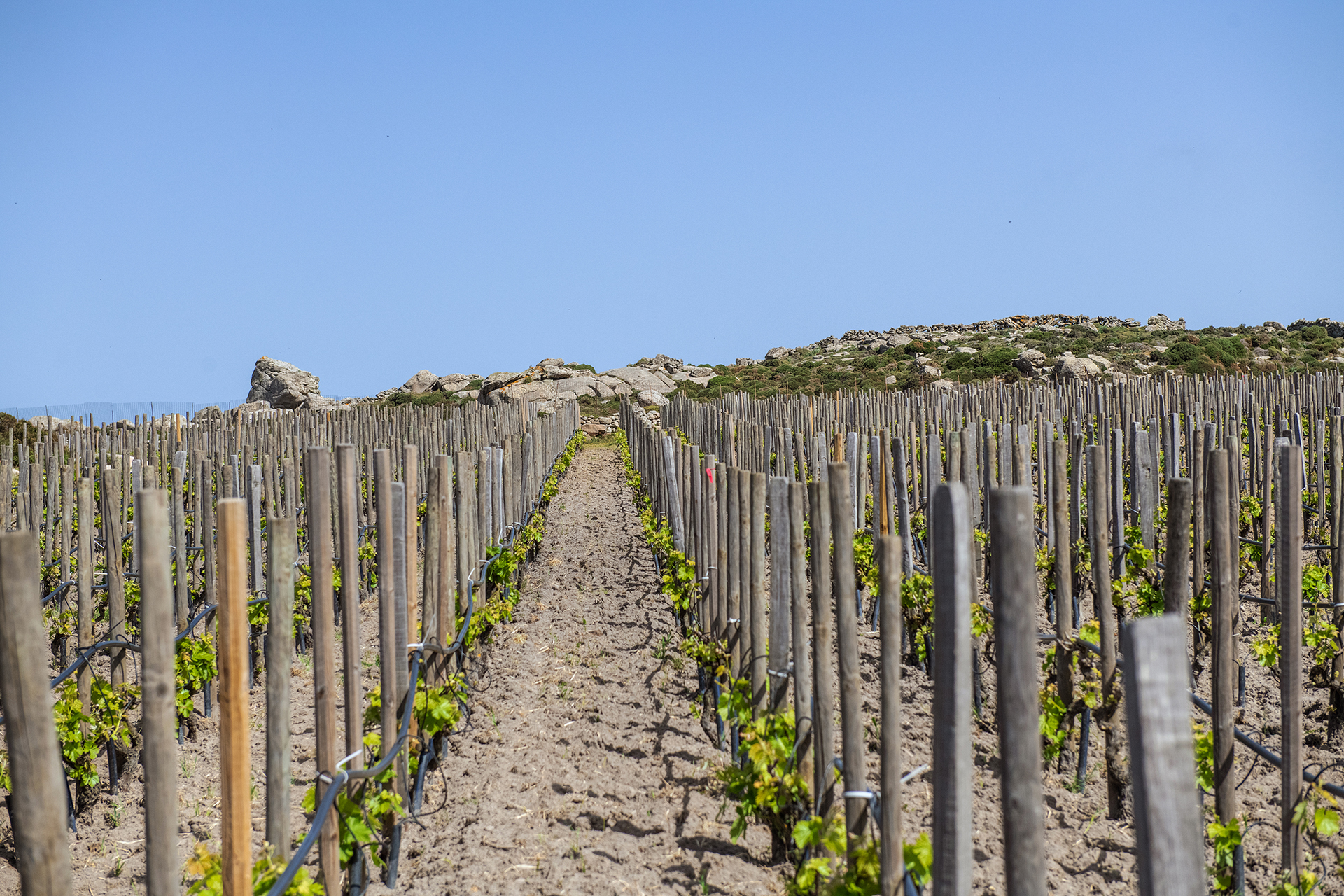 Βραδιά οινογνωσίας στο Aganta στην Τήνο-2