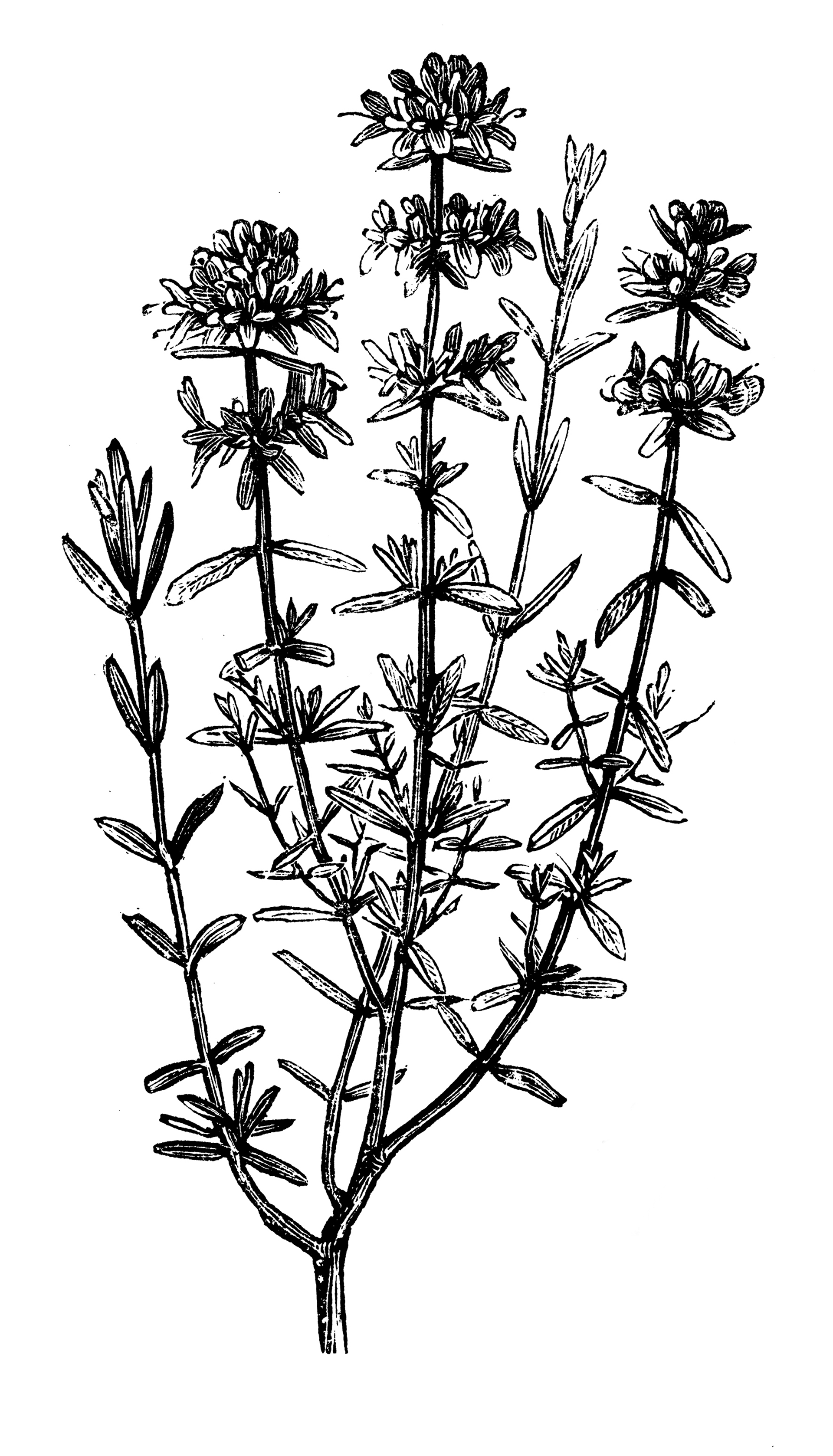 Το φυτό που βοηθά στον πονόλαιμο και νοστιμίζει τα φαγητά-1