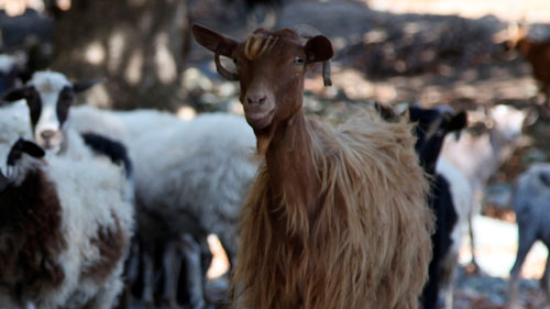 Βόσκοντας δράκους-1