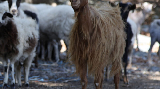 βόσκοντας-δράκους-563681956