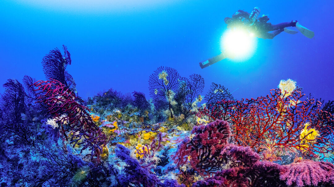 προστασία-των-υποθαλάσσιων-δασών-563670421