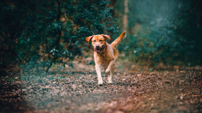 γιατί-δεν-είναι-παράλογη-η-απαγόρευση-563671081