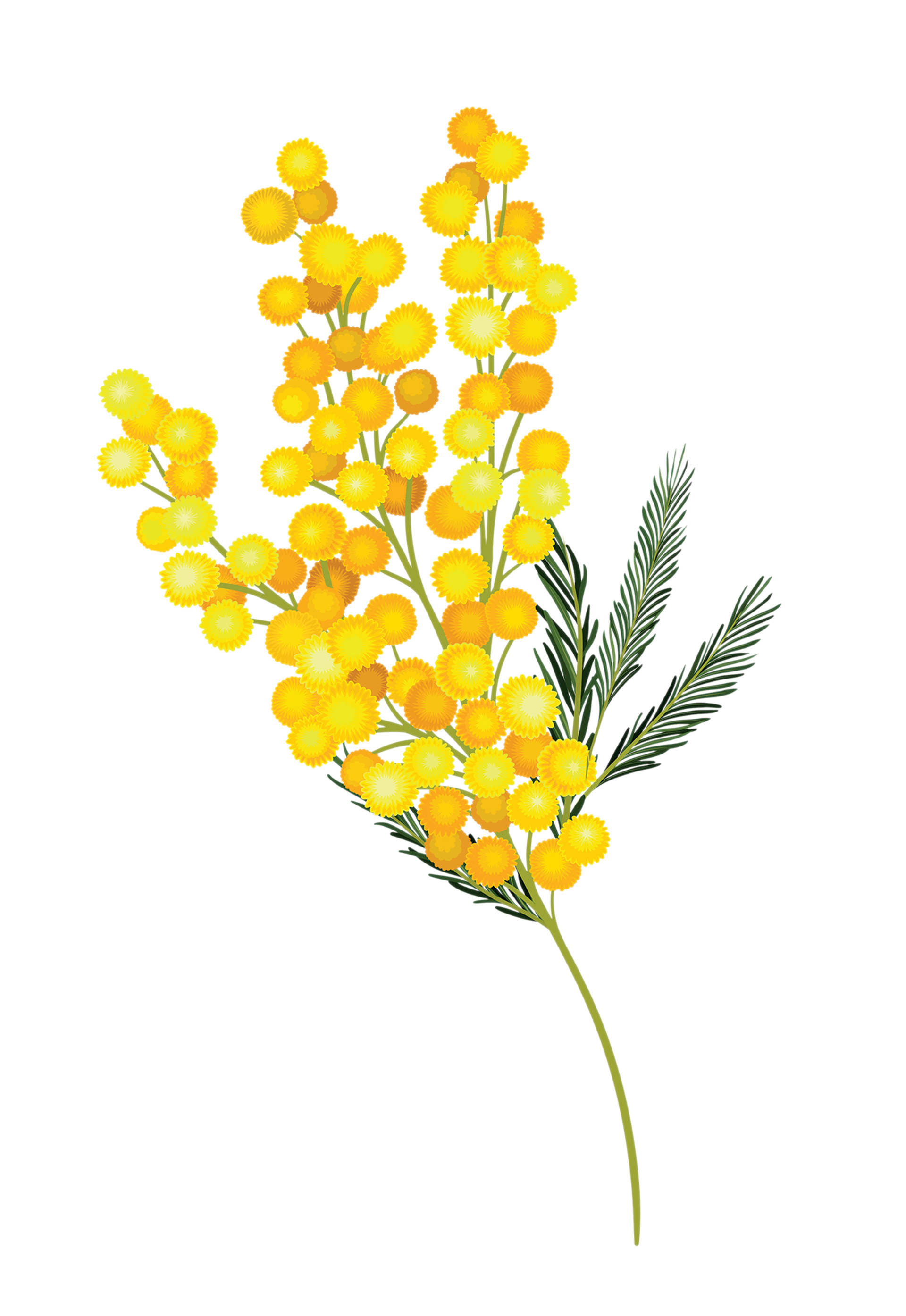 Γαζία: Σαγηνευτική όψη και ευωδιά-1