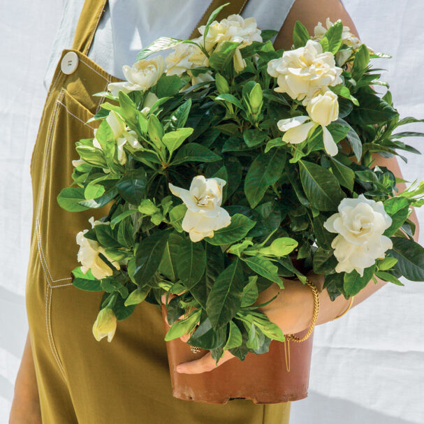 τα-μυστικά-για-μια-θαλερή-γαρδένια-563649616