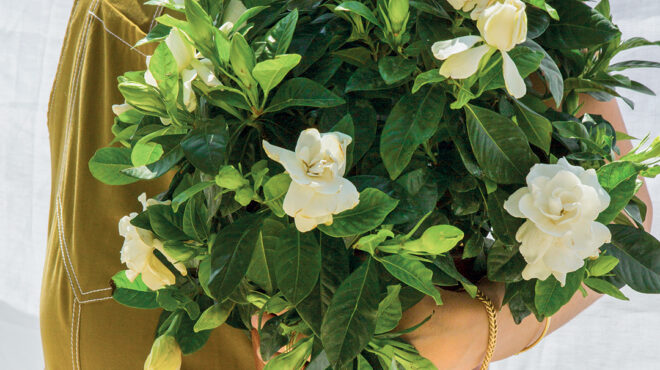 τα-μυστικά-για-μια-θαλερή-γαρδένια-563649616