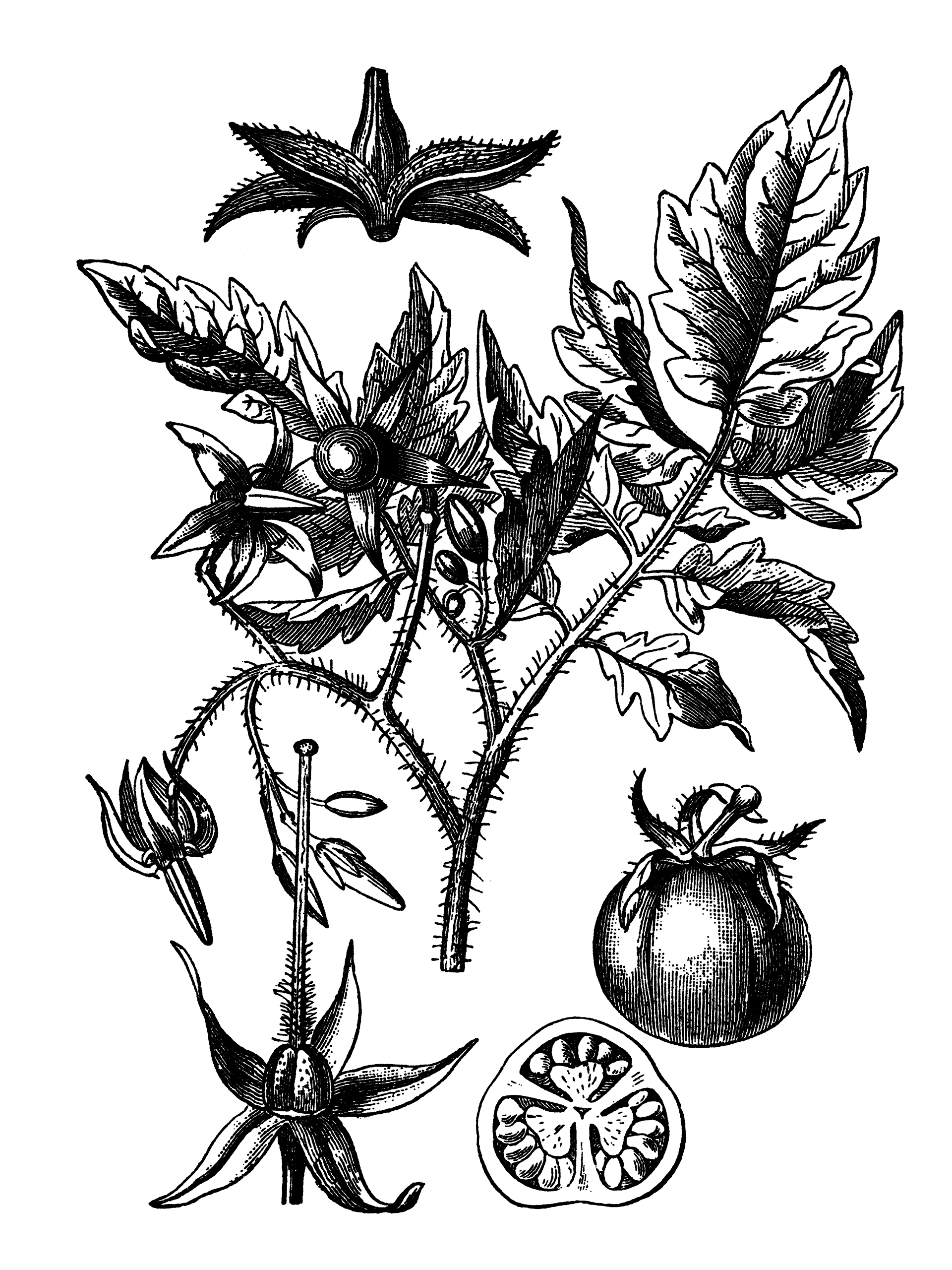 Όσα πρέπει να ξέρετε για την ντομάτα, την πρωταγωνίστρια του καλοκαιριού-1