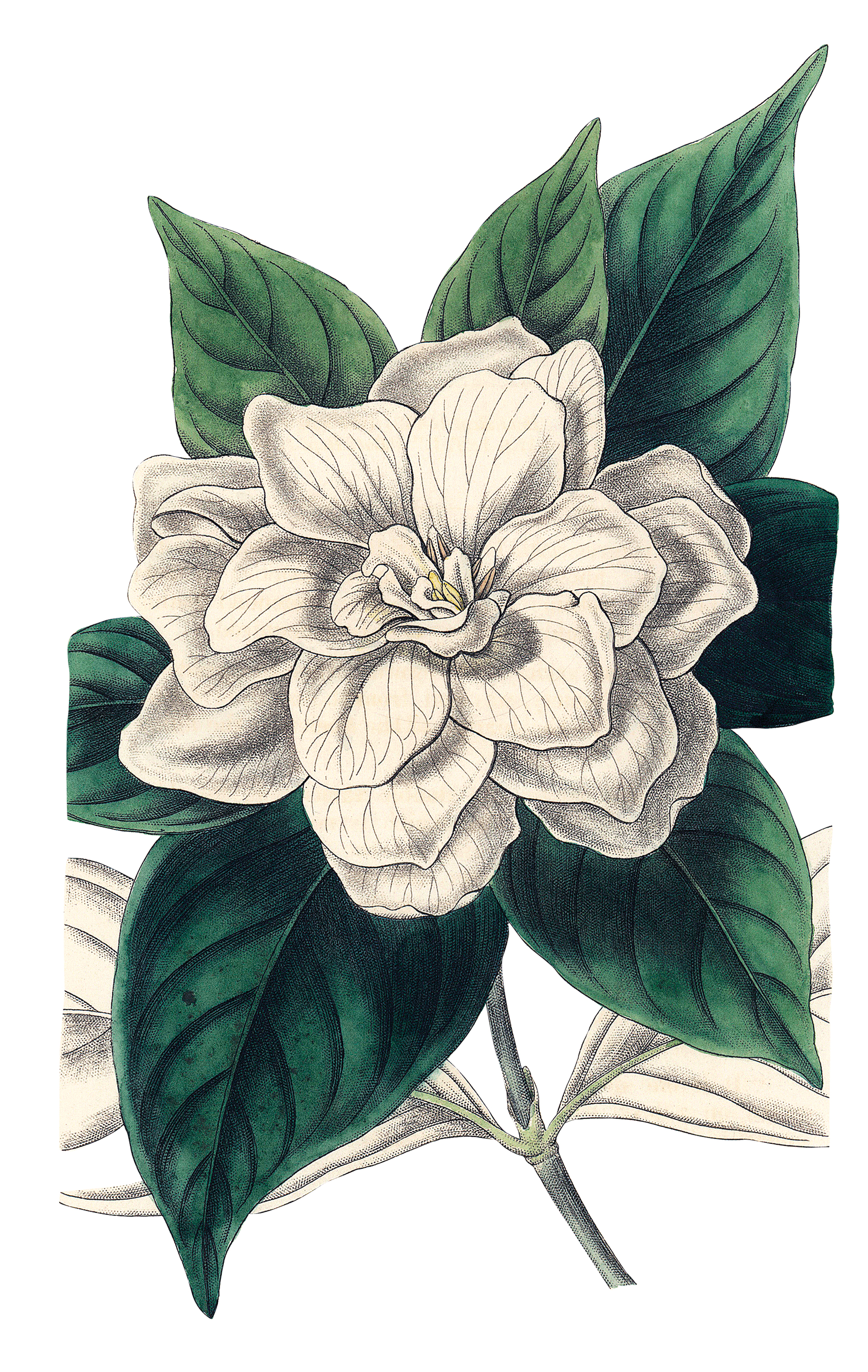 Τα μυστικά για μια θαλερή γαρδένια-1