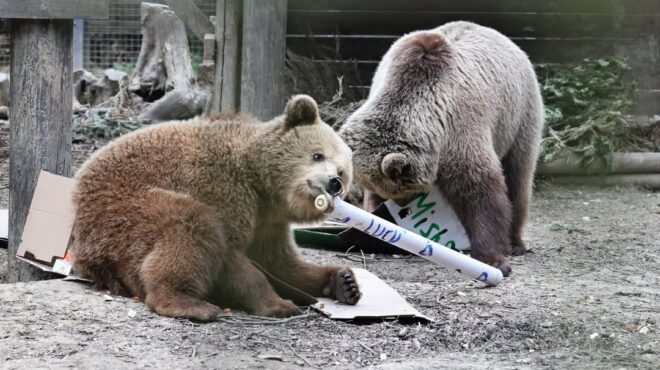 δυο-αρκούδες-το-έσκασαν-από-καταφύγιο-563679187