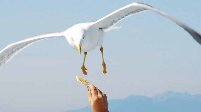 γιατί-οι-γλάροι-δεν-κυνηγάνε-πια-ψάρια-563683729