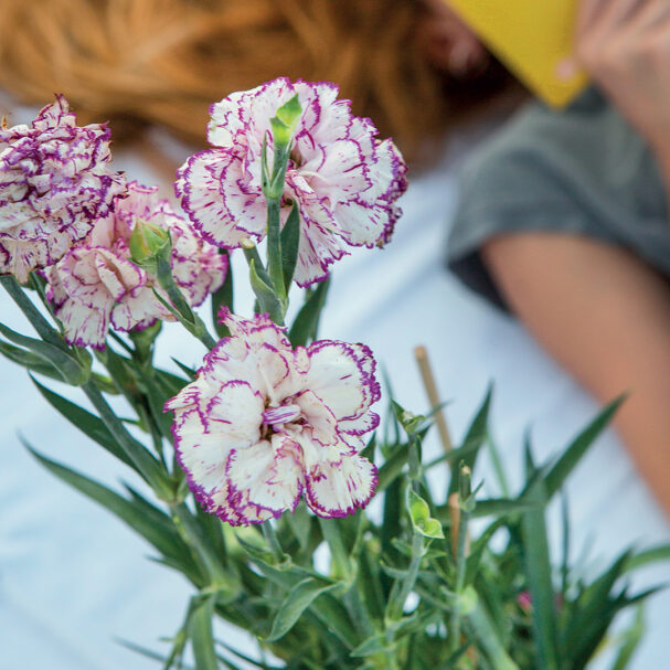 γαριφαλιά-σημάδια-στην-ιστορική-μας-μ-563649637