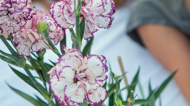 γαριφαλιά-σημάδια-στην-ιστορική-μας-μ-563649637