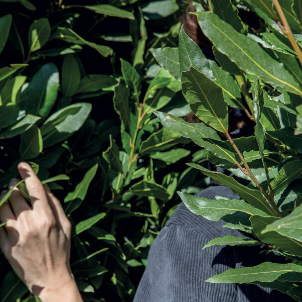 δάφνη-απόλλωνος-τονώνει-την-τριχοφυΐ-563658679