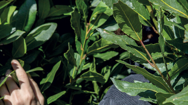 δάφνη-απόλλωνος-τονώνει-την-τριχοφυΐ-563658679