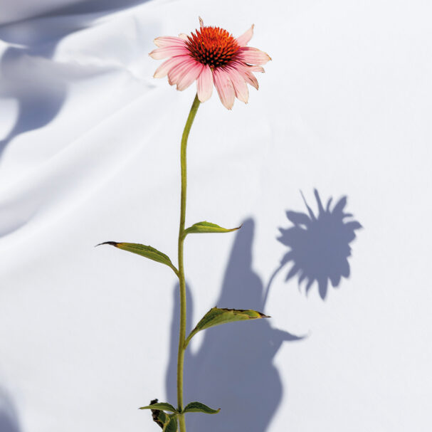 εκινάτσια-δρα-ενάντια-στον-πονόδοντο-563669125