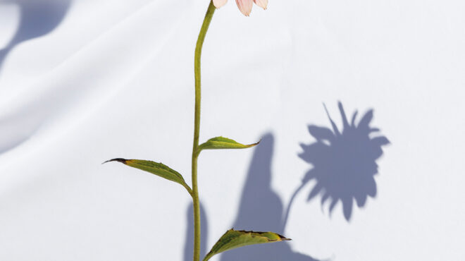 εκινάτσια-δρα-ενάντια-στον-πονόδοντο-563669125