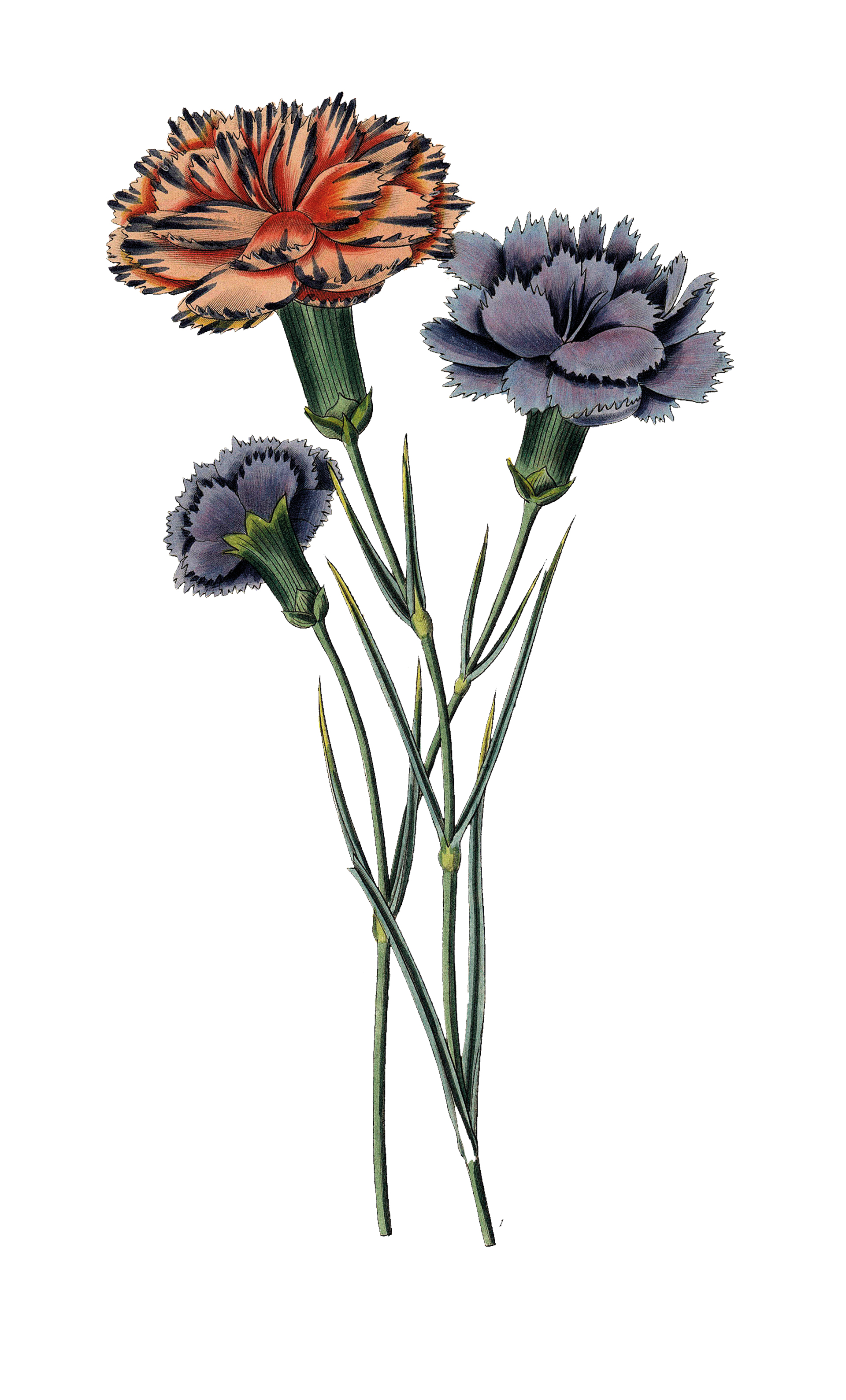 Γαριφαλιά: Σημάδια στην ιστορική μας μνήμη-1