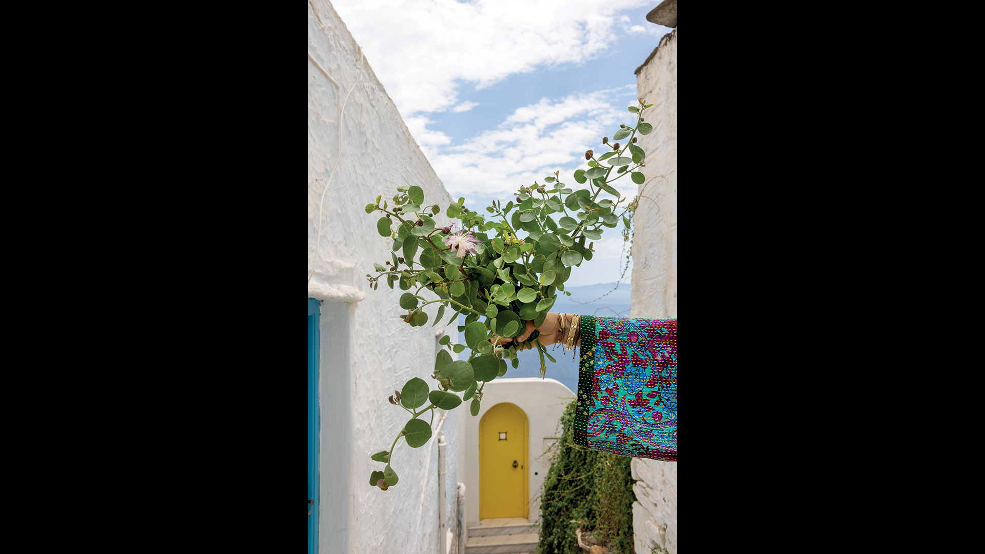 το-πιο-απρόβλεπτο-φυτό-της-μεσογείου-563651917