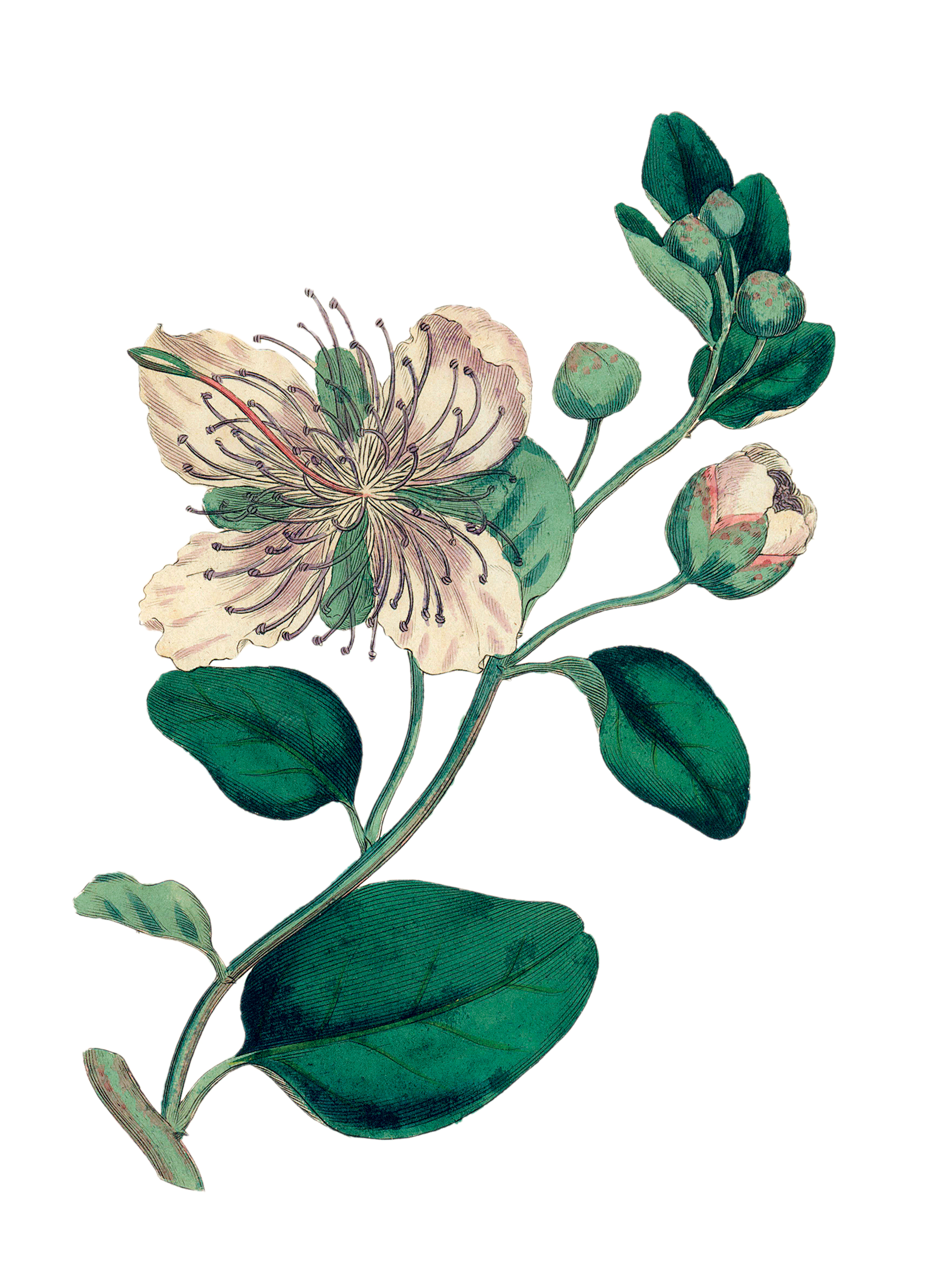 Το πιο απρόβλεπτο φυτό της Μεσογείου-1