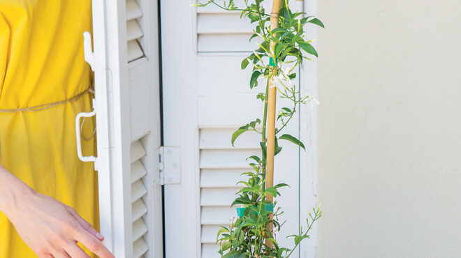 γιασεμί-αγχολυτικό-αντικαταθλιπτικ-563649664