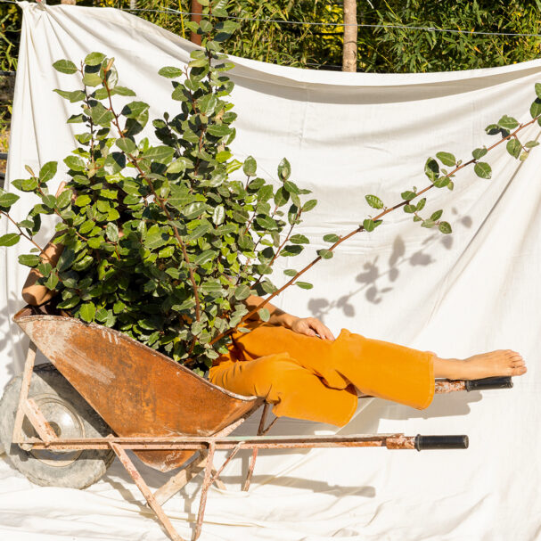 ελαίαγνος-με-απολαυστικό-άρωμα-και-σπ-563669137