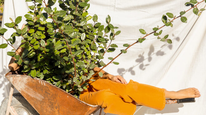 ελαίαγνος-με-απολαυστικό-άρωμα-και-σπ-563669137